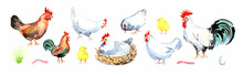 Happy Chicken Clipart. Farm Animals, Rooster, Hen, Bio Eggs, Coop, Chicks, Nest, Eco Village. Isolated Elements. Stock Illustration. Hand Painted In Watercolor.