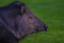 2022-02-22 A PROFILE HED SHOT OF A ADULT JAVELINA WITH A BRIGHT EYE AND TWO TONE SNOUT AND A LUSH GREEN BLURRY BACKGROUND