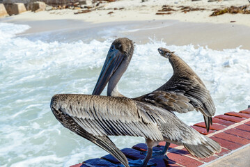 Wall Mural - A closeup of gray pelican