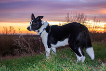 Border Collie At Sunset Smooth Coat Border Collie