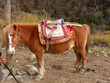 Pack Horse in the Aba Tibetan Region of China