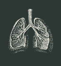 Hand-drawn Human Lungs On A Black Background. Anatomically Correct Vector Illustration Of An Internal Organ In The Style Of Engraving. Medical Poster. Drawing Chalk On A Blackboard