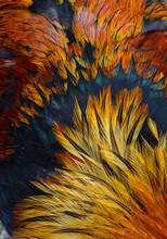 An Abstract Closeup Of Beautiful Red, Orange, Yellow And Iridescent Blue Feathers Of A Free Range Rhode Island Red Rooster.