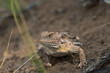 horned toad in the dirt