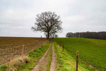 Poster - A beautiful shot of a pathway in field with a big tree on background