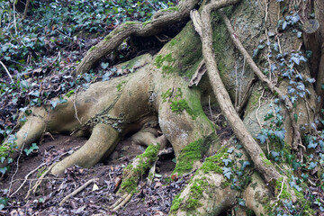 Poster - A close-up shot of an old tree roots