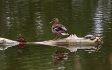 Mallard Duck With Turtles