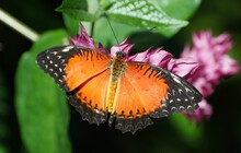 Beautiful Bright Orange And Black Color Of American Lady Butterfly