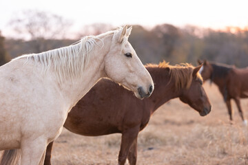 Wall Mural - Mustangs Sanctuary 