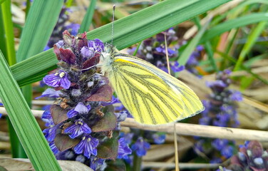 butterfly on flower