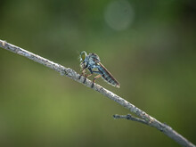 The Asilidae Are The Robber Fly Family, Also Called Assassin Flies. They Are Powerfully Built, Bristly Flies With A Short, Stout Proboscis Enclosing The Sharp, Sucking Hypopharynx.[1][2] The Name "rob