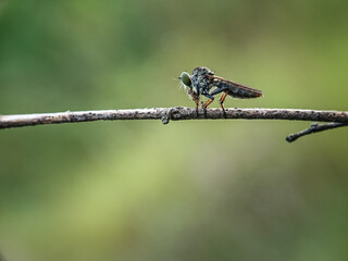 The Asilidae are the robber fly family, also called assassin flies. They are powerfully built, bristly flies with a short, stout proboscis enclosing the sharp, sucking hypopharynx.[1][2] The name 