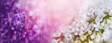 Fototapeta Kwiaty - białe i fioletowe bzy w słońcu