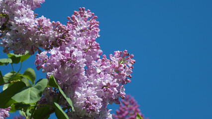 Wall Mural - Lilac inflorescences against a blue summer sky with a place for text