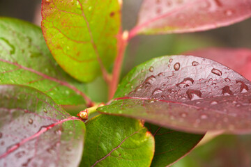 Wall Mural - a close-up of red, green autumn blueberry leaves on a blueberry bush outside, uk.