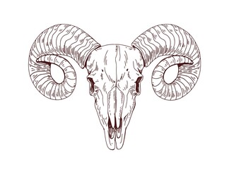 Wall Mural - Rams skull. Wild animals head skeleton, front view. Detailed anatomy drawing of face bone with horns. Vintage outlined sketch of dead sheep. Drawn vector illustration isolated on white background