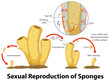 Diagram showing reproduction in sponges