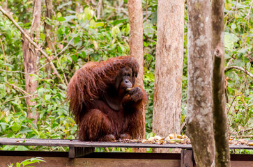 Image of the famous Tanjun Puting National Park, located in Kalimantan, Borneo, Indonesia