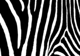 Fototapeta Konie - Zebra print pattern animal Seamless. Zebra skin abstract for printing, cutting, crafts, stickers, web, cover, cover page, wallpaper and more.