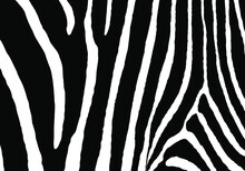 Zebra Print Pattern Animal Seamless. Zebra Skin Abstract For Printing, Cutting, Crafts, Stickers, Web, Cover, Cover Page, Wallpaper And More.