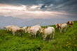 Kühe in Österreich im Nationalpark Hohe Tauern an der Grossglockner Hochalpenstraße