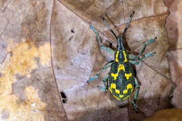 Poster - Exotic insect for poster leaflet, postcard, Exophthalmus nicaraguensis  in Central America, Costa Rica