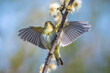 Willow warbler bird, Phylloscopus trochilus, perched.