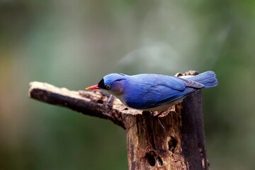 Wall Mural - Low Angle View Of Velvet-Fronted Nuthatch Perching On Tree Stump