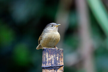 Wall Mural - Brown-cheeked Fulvetta,Grey-eyed Fulvetta catch on the wood