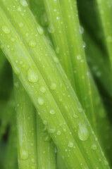 Wall Mural - A vertical shot of a dew covered blades of grass in Missouri