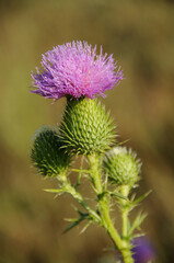 Sticker - A vertical shot of a bull thistle growing on the prairie in Missouri