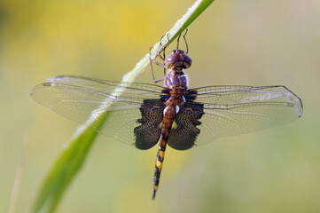 Canvas Print - Closeup shot of a dragonfly on a plant