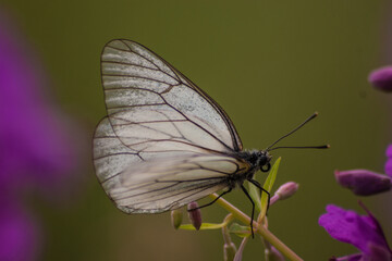 Poster - A closeup of a butterfly on a flower on a blurred background