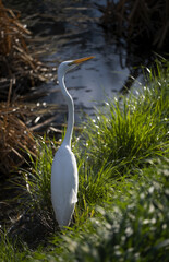 Canvas Print - A vertical shot of a white heron by the pond