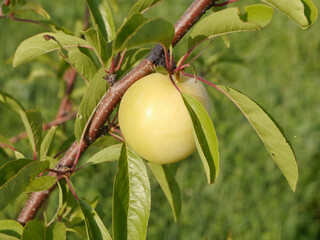 Sticker - A closeup of apples ripening on the tree in an orchard in Missouri