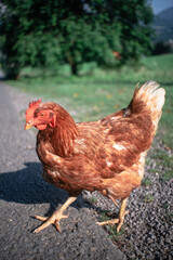 Poster - Vertical closeup of the ginger hen walking outdoors.