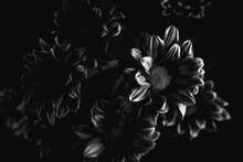 Dark Selective Focus Close-up Of Flowers In Black And White