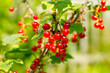 © Province_photo - Red currant berries in the summer garden. Ribes rubrum