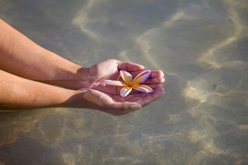 Sticker - Closeup shot of beautiful Rainbow Plumeria flowers in the hands of woman in the ocean