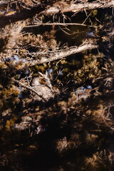 Poster - Beautiful shot of a Short-Eared owl in Northern Nebraska, USA