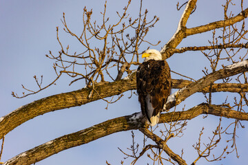 Poster - Beautiful shot of a bald eagle sitting on a tree during winter