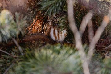 Poster - Beautiful shot of a Northern Saw-Whet Owl under the pine tree in Northern Nebraska, USA