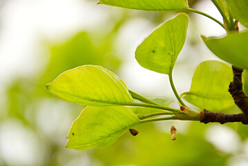 Sticker - Closeup shot of a tree branch with green leaves under the sunlight