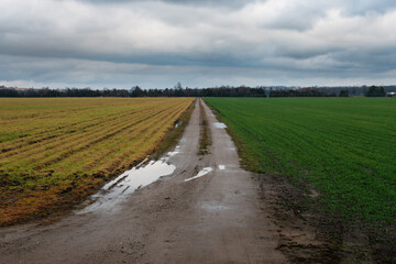 Wall Mural - View of a muddy path going through a green field and dry yellow field on a cloudy sky