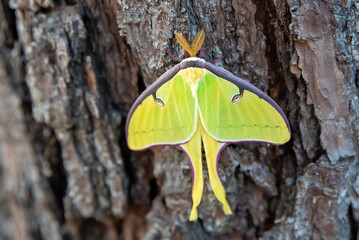 Close up of two Luna moth on a tree. Green moth sitting in the woods in Florida.