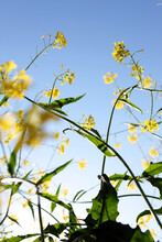 Yellow Flowers On Blue Sky