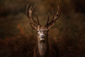 stag in forest