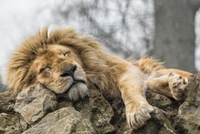 The Sleeping Lion