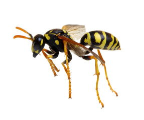 wasp isolated on white