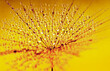 canvas print picture - Dandelion seed on sunlight